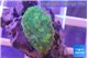 Rhodactis green 1 polyp WYSIWYG acclimaté