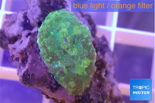 Rhodactis green 1 polyp WYSIWYG acclimaté