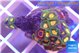 Zoanthus mixed color 2-3 cm WYSIWYG acclimaté