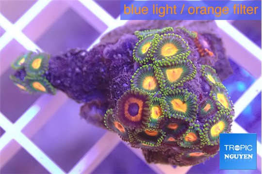 Zoanthus mixed color 2-3 cm WYSIWYG acclimaté