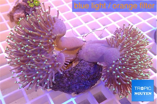 Sarcophyton multi body long white polyps 7-12 cm WYSIWYG acclimaté