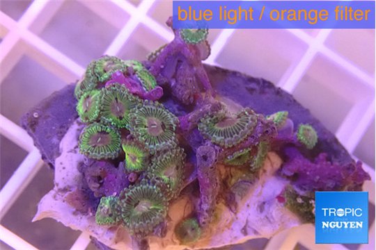 Zoanthus fijii premium 3-5 m WYSIWYG acclimaté