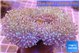 Sarcophyton multi body long white polyps 7-12 cm WYSIWYG acclimaté