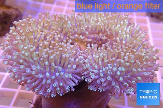 Sarcophyton multi body long white polyps 7-12 cm WYSIWYG acclimaté