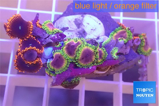 Zoanthus fijii premium 4-5 cm WYSIWYG acclimaté