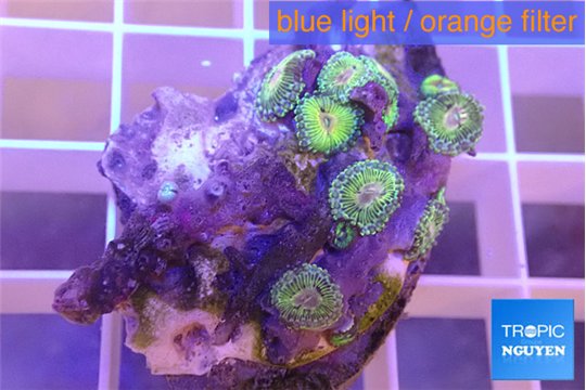 Zoanthus hawaiian eather 2-4 cm WYSIWYG acclimaté