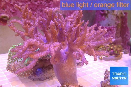 Sinularia long finger 8-14 cm WYSIWYG acclimaté