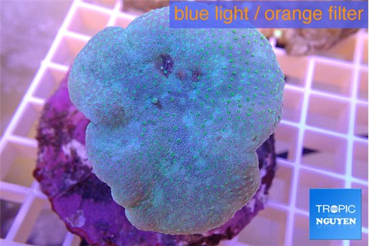 Sarcophyton long polyps 7-12 cm WYSIWYG acclimaté