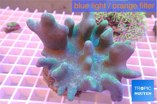 Lobophythum greeny 7-12 cm WYSIWYG acclimaté