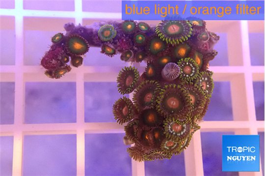 Zoanthus orange 2-3 cm WYSIWYG acclimaté