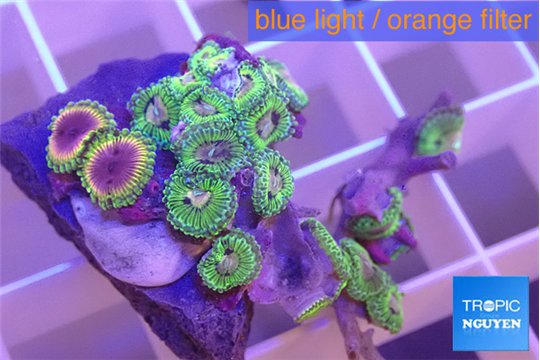 Zoanthus fijii premium 3-5 m WYSIWYG acclimaté