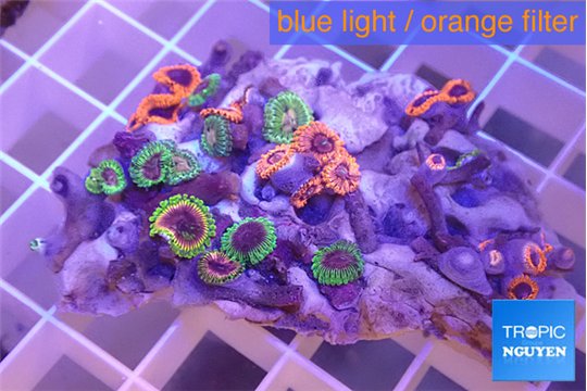 Zoanthus fijii premium 4-6 cm WYSIWYG acclimaté