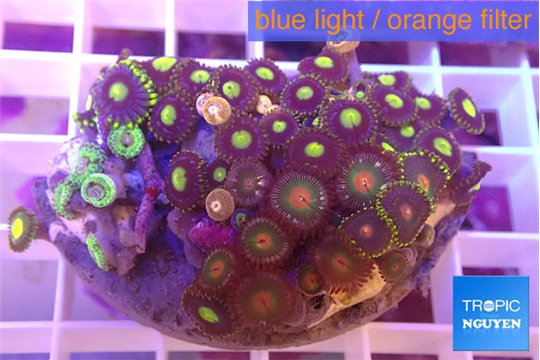 Zoanthus mixed color 3-5 cm WYSIWYG acclimaté