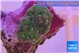 Rhodactis green 1 polyp WYSIWYG acclimaté