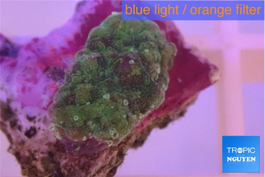 Rhodactis green 1 polyp WYSIWYG acclimaté