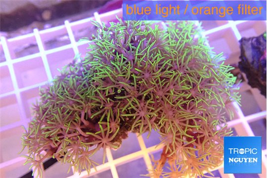 Briaerium full neon green 4-5 cm WYSIWYG acclimaté