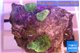 Discosoma green 3 polyps WYSIWYG acclimaté