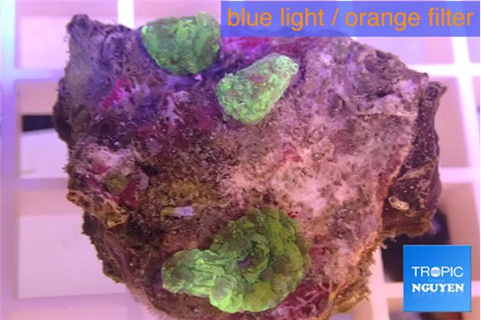 Discosoma green 3 polyps WYSIWYG acclimaté