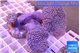 Sarcophyton multi body long white polyps 7-12 cm WYSIWYG acclimaté
