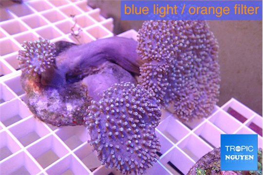 Sarcophyton multi body long white polyps 7-12 cm WYSIWYG acclimaté