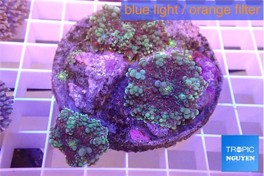 Ricordea yuma red green 3-4 polyps WYSIWYG acclimaté