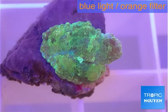 Rhodactis green 1 polyp WYSIWYG acclimaté