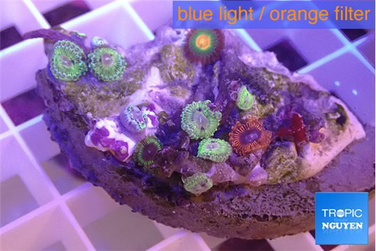 Zoanthus fijii premium 3-4 cm WYSIWYG acclimaté