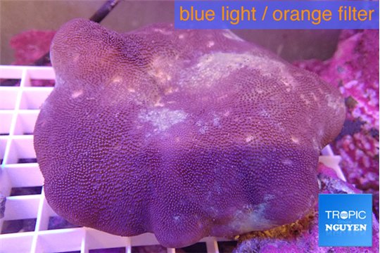 Sarcophyton long polyps 7-14 cm WYSIWYG acclimaté