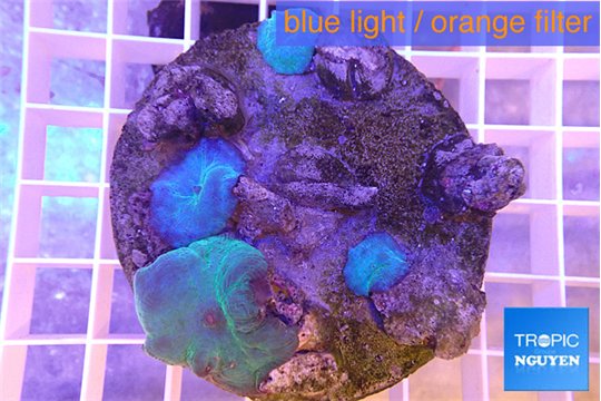 Discosoma blue 4 polyps WYSIWYG acclimaté