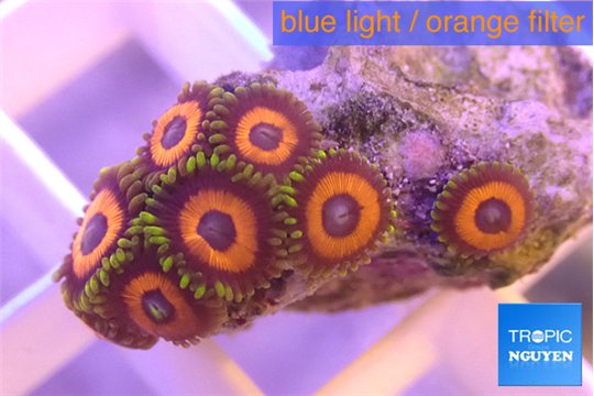 Zoanthus red loop 2-3 cm WYSIWYG acclimaté