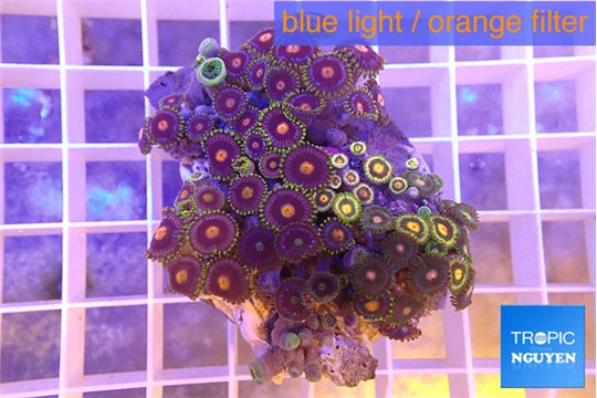 Zoanthus mixed color 3-5 cm WYSIWYG acclimaté