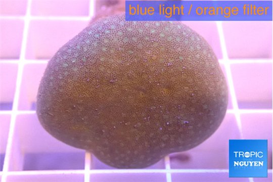 Sarcophyton long polyps 5-8 cm WYSIWYG acclimaté