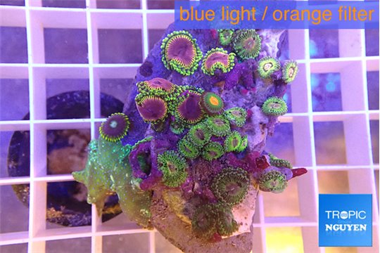 Zoanthus fijii premium 4-5 cm WYSIWYG acclimaté