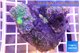 Ricordea yuma puple green 3-4 polyps WYSIWYG acclimaté