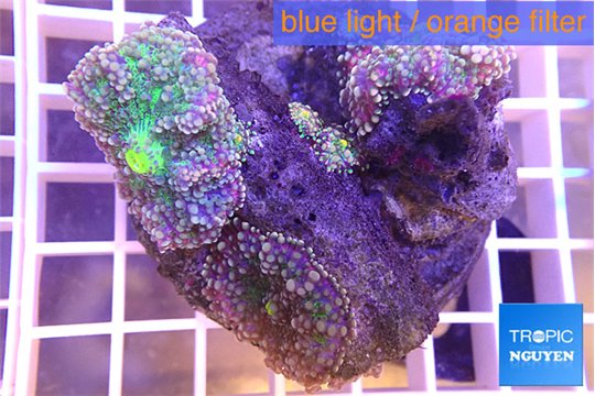 Ricordea yuma puple green 3-4 polyps WYSIWYG acclimaté