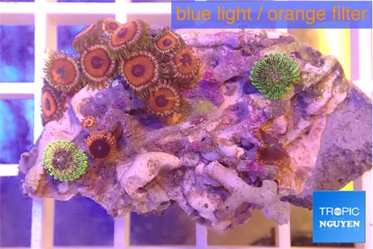 Zoanthus red 3-4 cm WYSIWYG acclimaté