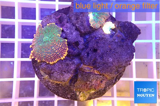 Discosoma red green fire forest 1 polyp WYSIWYG acclimaté