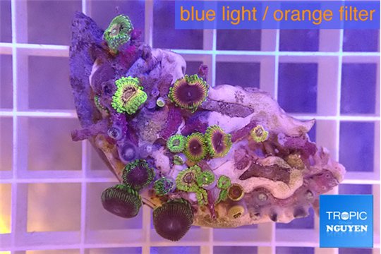 Zoanthus fijii premium 4-5 cm WYSIWYG acclimaté