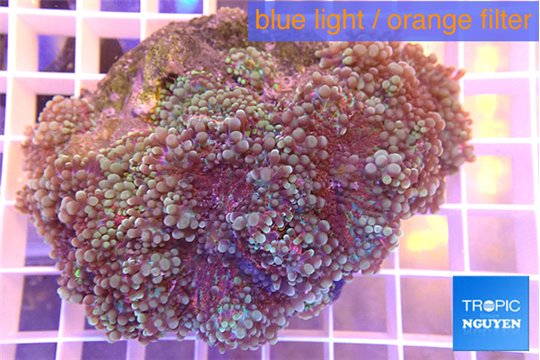 Ricordea yuma red green 7-9 cm WYSIWYG acclimaté