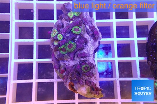 Zoanthus fijii premium 4-5 cm WYSIWYG acclimaté