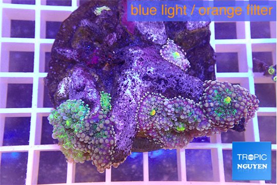 Ricordea yuma purple 4-5 polyps WYSIWYG acclimaté