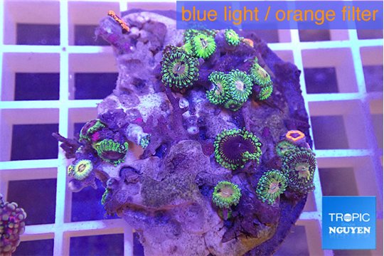 Zoanthus fijii premium 4-5 cm WYSIWYG acclimaté