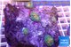 Rhodactis fusion 4-5 polyps WYSIWYG acclimaté