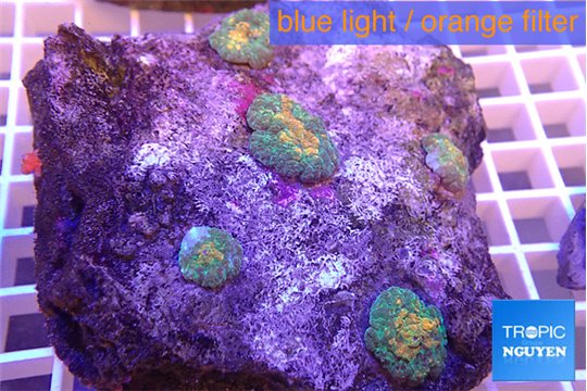 Rhodactis fusion 4-5 polyps WYSIWYG acclimaté