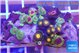 Zoanthus fijii premium 4-5 cm WYSIWYG acclimaté