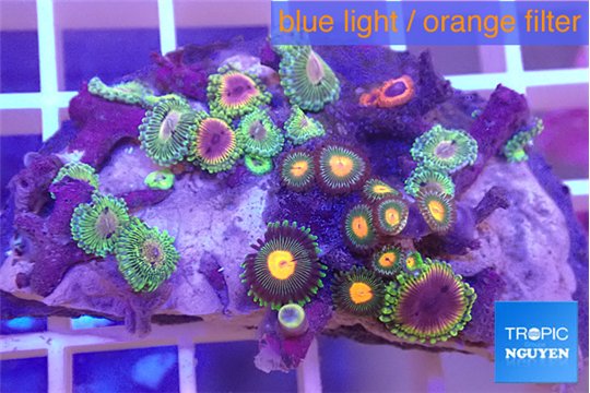 Zoanthus fijii premium 4-5 cm WYSIWYG acclimaté