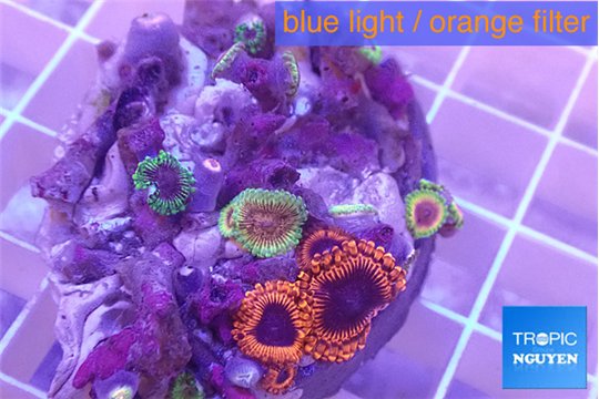 Zoanthus fijii premium 4-5 cm WYSIWYG acclimaté