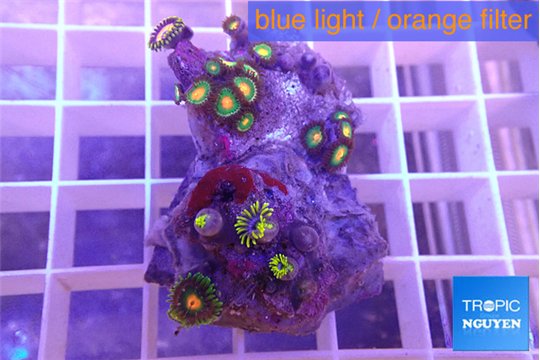 Zoanthus orange 3-4 cm WYSIWYG acclimaté