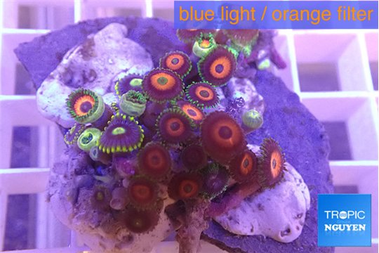 Zoanthus premium mixed color 4-5 cm WYSIWYG acclimaté