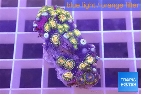 Zoanthus green gold 3-4 cm WYSIWYG acclimaté